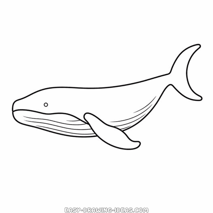 Humpback whale easy drawing | Easy Drawing Ideas