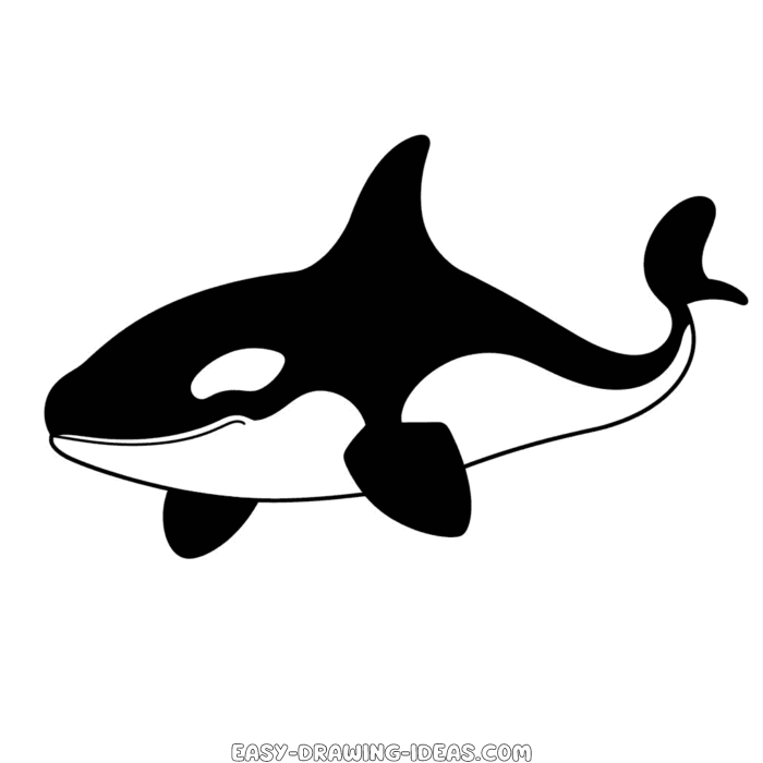 Orca easy drawing | Easy Drawing Ideas