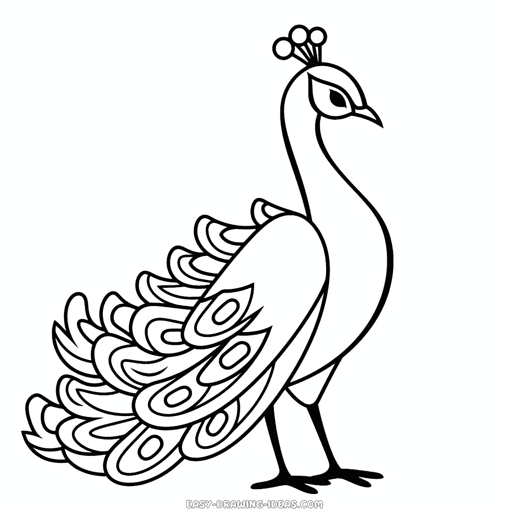 2d line drawing simple of peacock facing sideways. White background